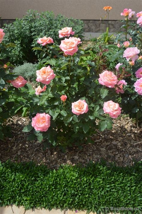 Роза Мисс Пигги Фото И Описание – Telegraph