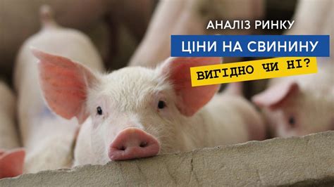 Ціна на свинину, свинарство все ще вигідно? Аналіз українського та ...