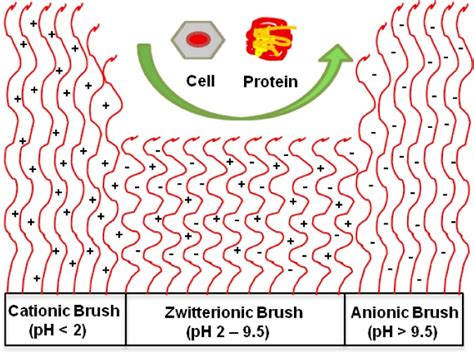 Zwitterionic Poly Amino Acid Methacrylate Brushes Abstract Europe PMC