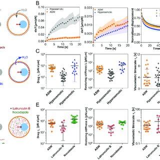 Viscoelastic properties depend on cytoplasm crowding and bulk ...