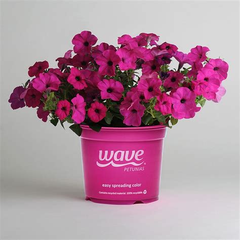 Tidal Wave Petunias