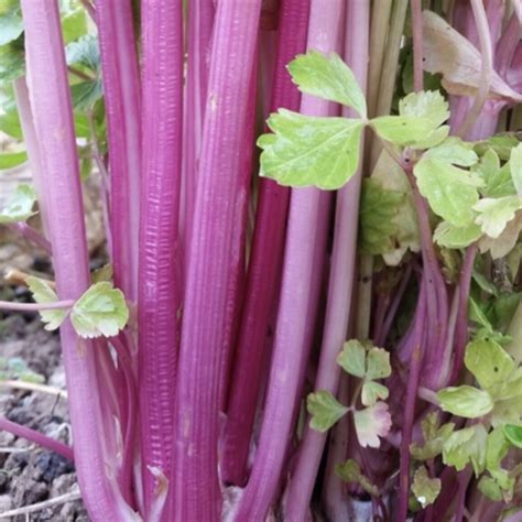 Chinese Pink Celery — Farmacie Isolde