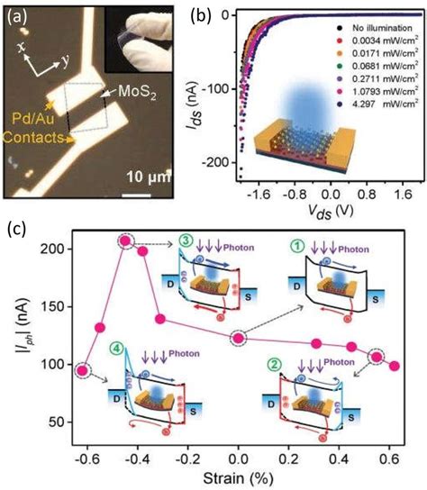 A Photograph Of The Flexible Single Layer Mos Photodetector On Pet