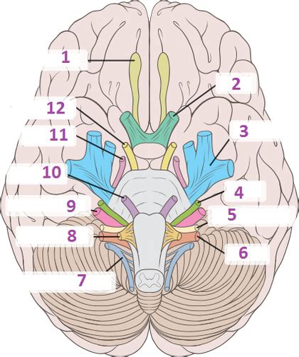 Cranial Nerves Flashcards Quizlet