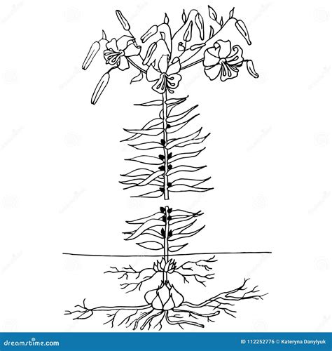 Ink Sketch of Lilium Plant, Buds, Flowers, Leafs, Bulbs, Air Bulbs