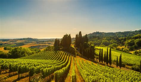 On Super Tuscan Wines, and the only Super Tuscan DOC (so far...) - Wine: Decoded