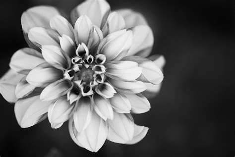 black  white plants plant ideas