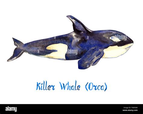 Killer Whale Wallpaper Hi Res Stock Photography And Images Alamy