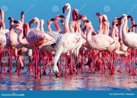 African Flamingos Walking On The Blue Salt Lake Of Namibias Stock Photo