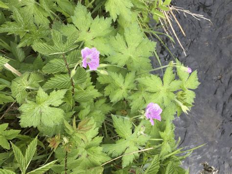 Geranium molle - Dove's-foot Crane's-bill — BSBI VC77