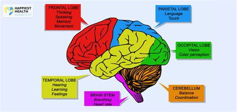 In Strokes The Damage Depends On The Brain Regions Happiest Health