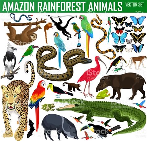 Todos Os Animais Da Amazônia - Animais Da Amazonia Desenho - FDPLEARN