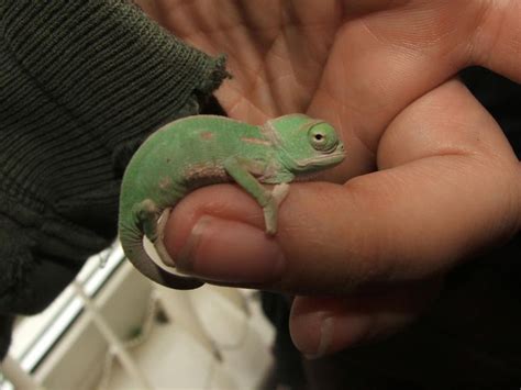 Baby Veiled Chameleon Veiled Chameleon Baby Chameleon Chameleon