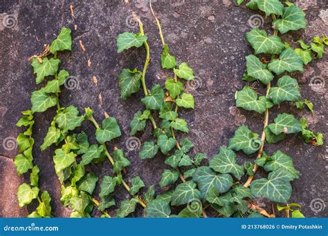 Planta De Enredadera Verde Que Crece En Una Pared De Roca Foto De