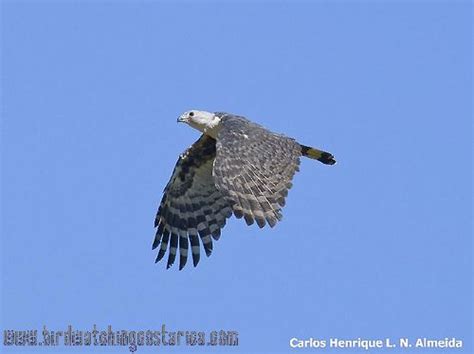 Gray Headed Kite Bird Watching Costa Rica