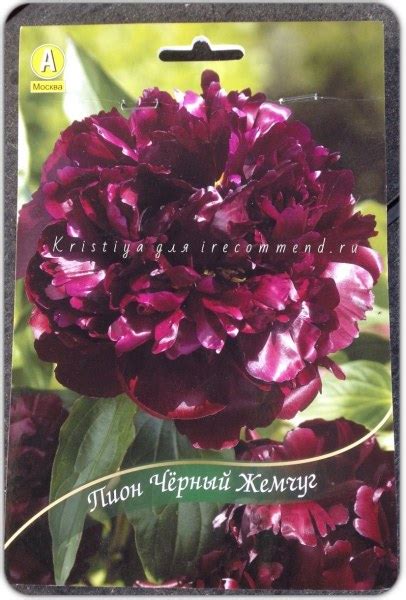 Пион травянистый Чёрный Жемчуг | отзывы