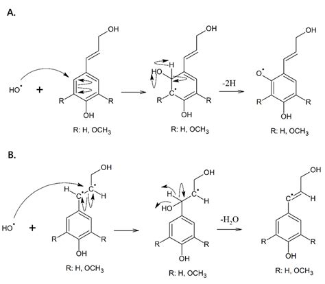 Scheme Formation Of Lignin Radicals Lignin Radicals Formed By