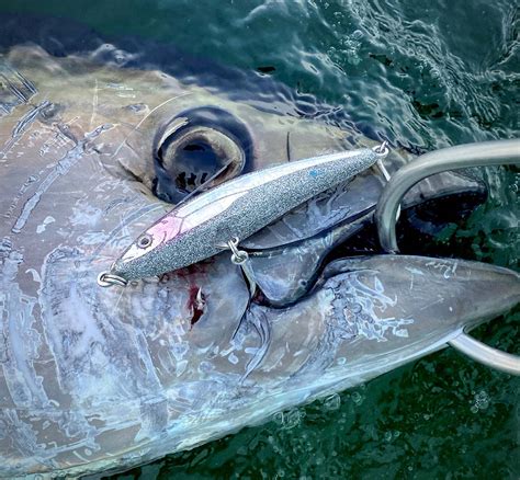 Best For Bluefin The Cape Cod Top The Fisherman