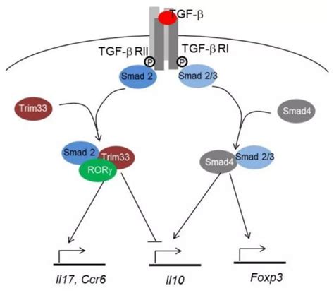 生命中心 Pi 董晨课题组发文报道致病性 Th17 细胞调控新机制 每日头条