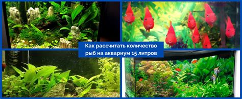 Как узнать сколько рыбок можно держать в аквариуме 15 литров