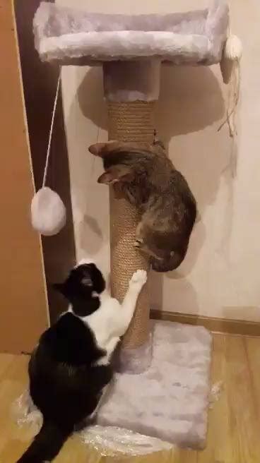 Творческая студия "Кошкин Домик". Когтеточки и игровые комплексы в ...