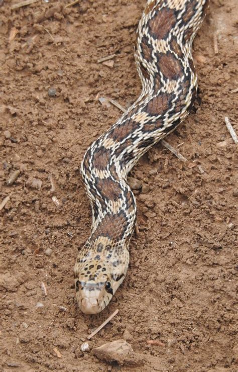 What Does a Gopher Snake Eat? - Pet Food Guide