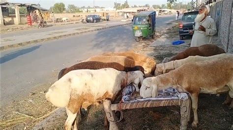 Bakra Mandi Lahore 2023 Shahpur Kanjra Mandi Turkey Dinner Desi