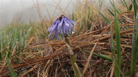 El Refugio Para La Fauna Silvestre En La Zona Desmilitarizada Que