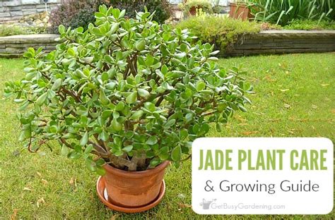 Jade Plant Care Guide How To Grow Crassula Get Busy Gardening