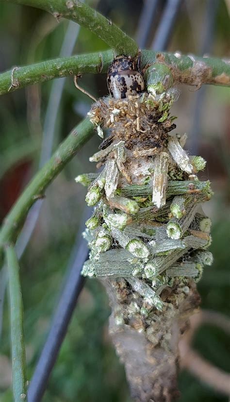 basket verde insect  stock video pixabay