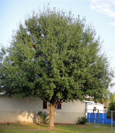 laurel oak tree for sale - Entrenched Online Journal Picture Gallery