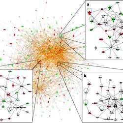 Ingenuity Pathway Analysis network.
