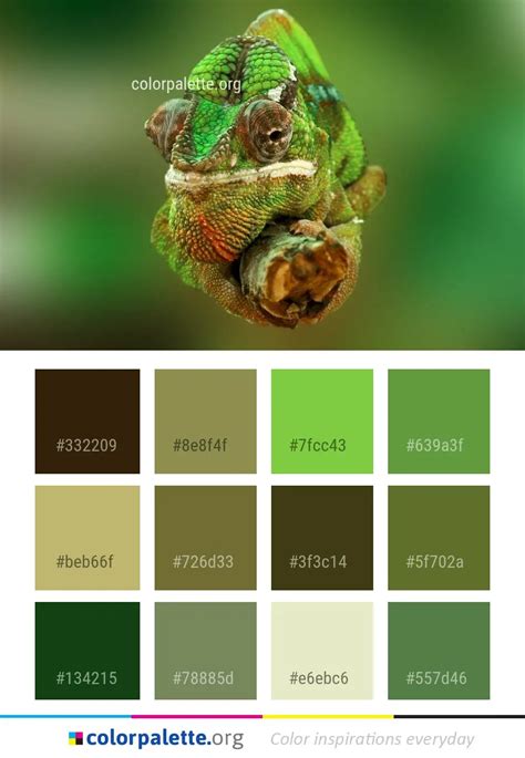 Veiled Chameleon Color Chart