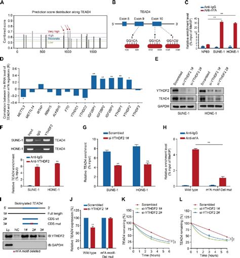 Tead Expression In Npc Cells Is Up Regulated In An M A Dependent