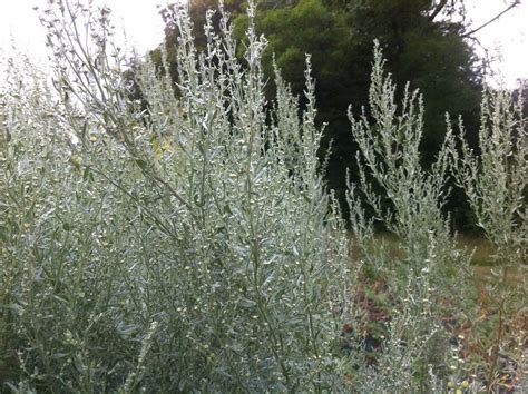 Напиток Мольорт (Malört): понятие, культура пития, коктейли