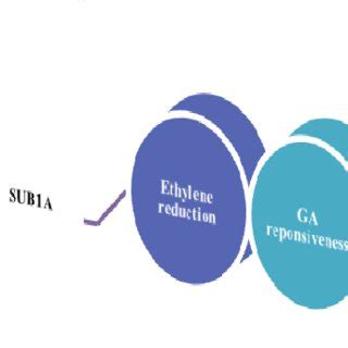 Role of SUB1A in quiescence during flooding conditions in rice ...