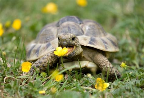 Animaux Tout Ce Qu Il Faut Savoir Avant D Adopter Une Tortue