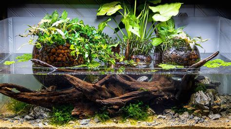 How To Clean African Dwarf Frog Tank?- A Comprehensive Guide