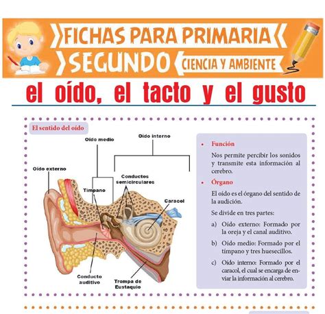 El Oído El Tacto y el Gusto para Segundo de Primaria