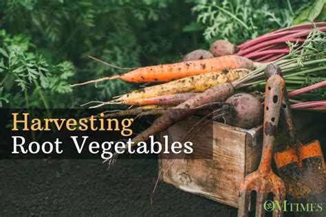 harvest vegetables