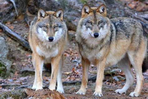 Divonne les Bains un drahthaar tué par un loup au cours dune battue