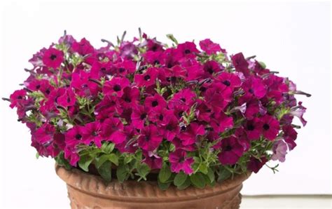 Петуния Джоконда многоцветковая: описание сортов с фото, отзывы