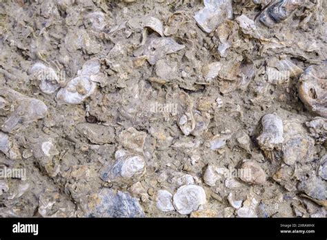 Detail Of Fossilized Mollusks From The Miocene Stock Photo Alamy