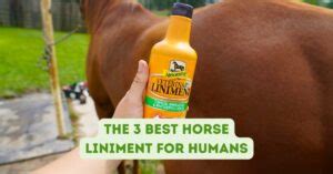 The 3 Best Horse Liniment for Humans: 2024 Guide