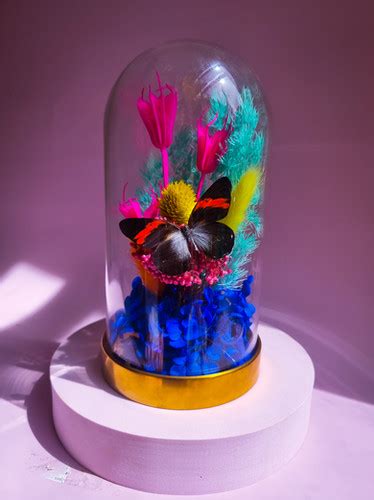 The Tiny Dancer Small Dome Babe Butterfly