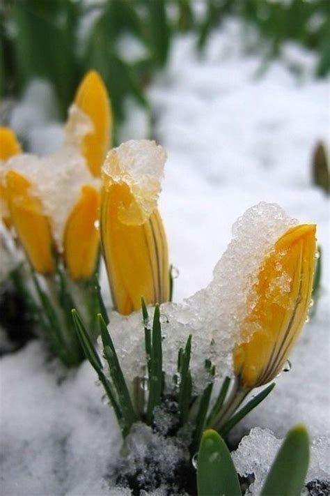 Amazing Flowers, Beautiful Roses, Snow Flower, Flower Bird, Eye For ...