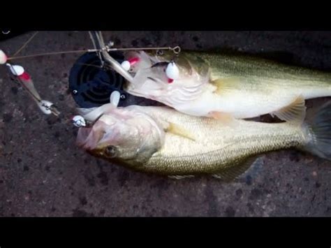 Alabama Rig Bass Fishing Videos : Alabama Rig