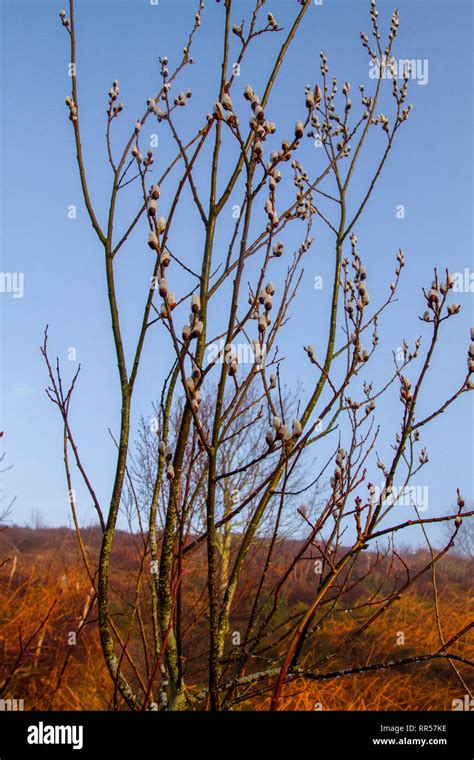 Pussy Willow Catkins Stock Photo Alamy