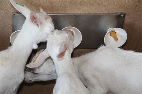 Saanen Goats Sannen Farm