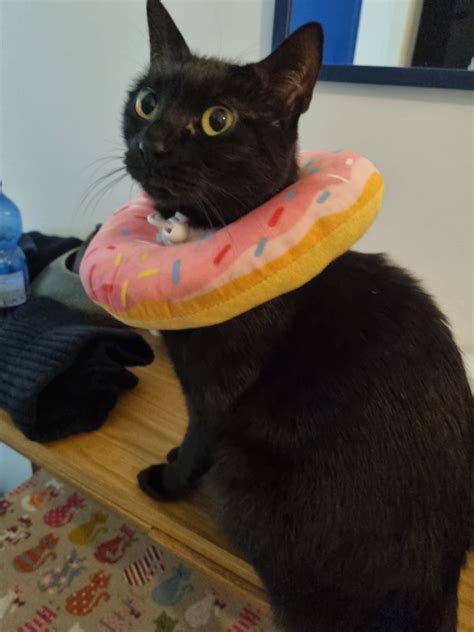 My cat seems a lot more confident when having her donut cone on. She’s ...